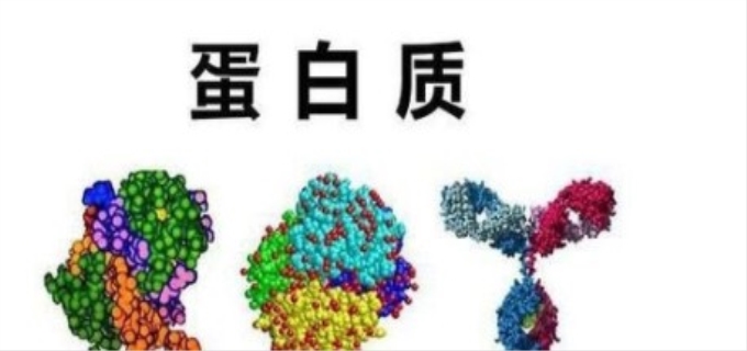 维持蛋白质一级结构的主要化学键是什么