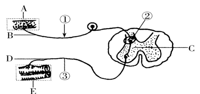 反射弧包括哪五个部分
