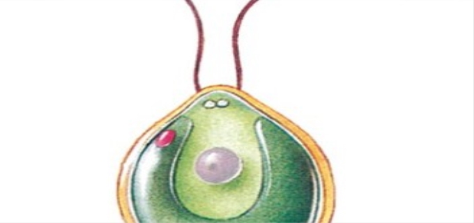 衣藻是真核生物吗